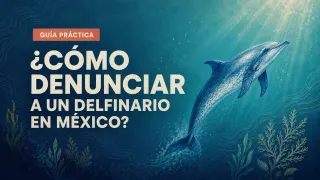 Cómo denunciar a un delfinario en México